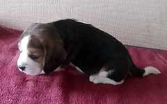 Starz Girl 2 Week 4 Side